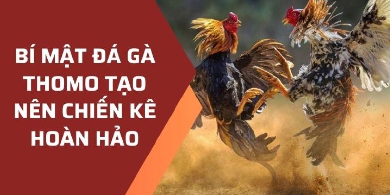 Bí kíp chinh phục cá cược đá gà cực đơn giản