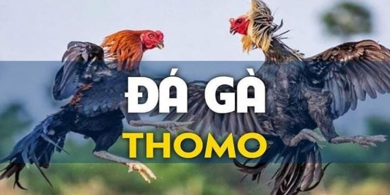 Giới thiệu tổng quan về cược đá gà thomo